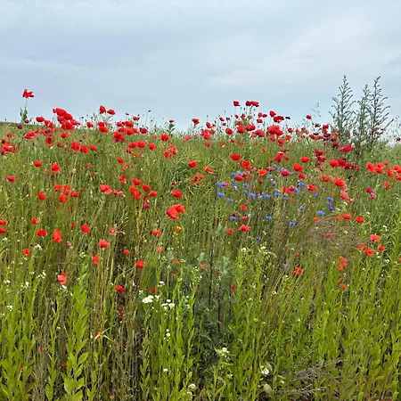 Mazurskie Zacisze - Sauna, Jacuzzi, Kominek Casa vacanze